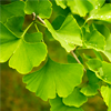 Ginkgo biloba - Cardifix Composition